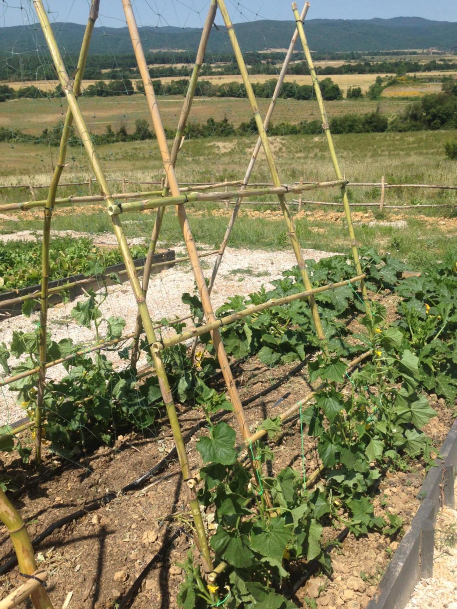Wine Resort Conti Di San Bonifacio Montemassi Exterior foto